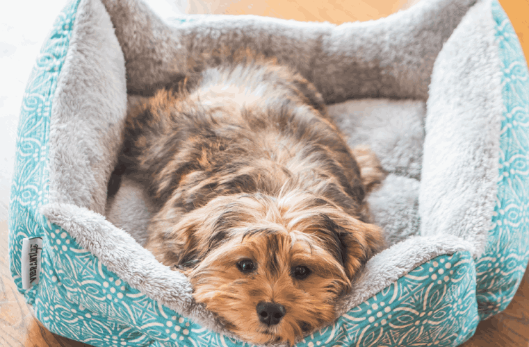 closeup-shot-cute-adorable-sad-looking-domestic-shih-poo-type-dog-indoors (1)