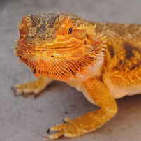 11062b_793f2d7c920542d3940388667d2b4ecb~mv2